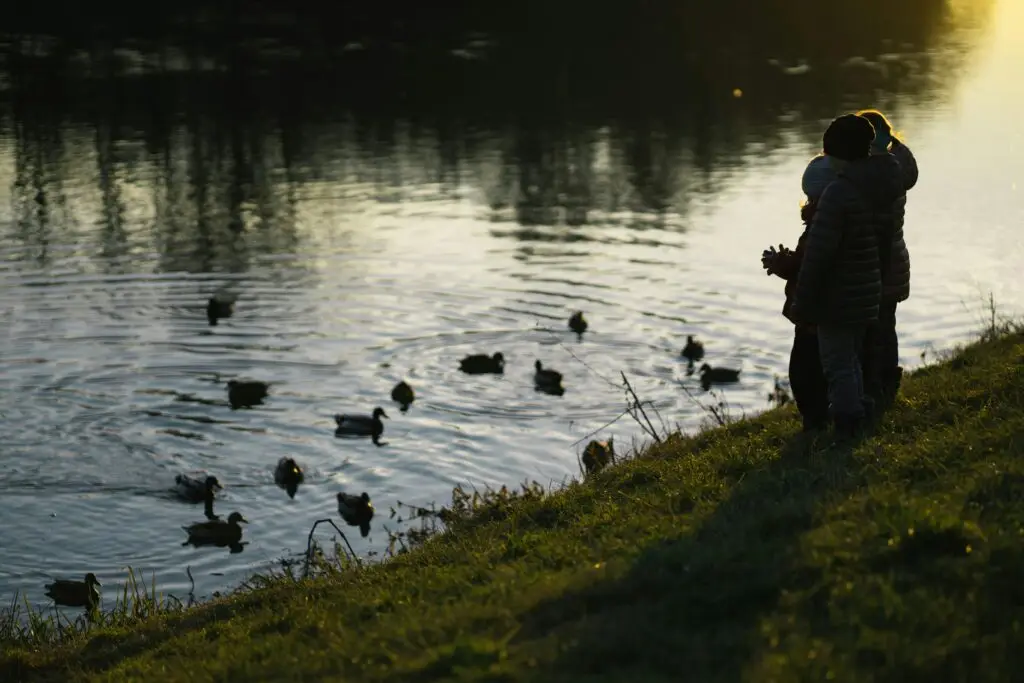 bild på familj som matar änderna
