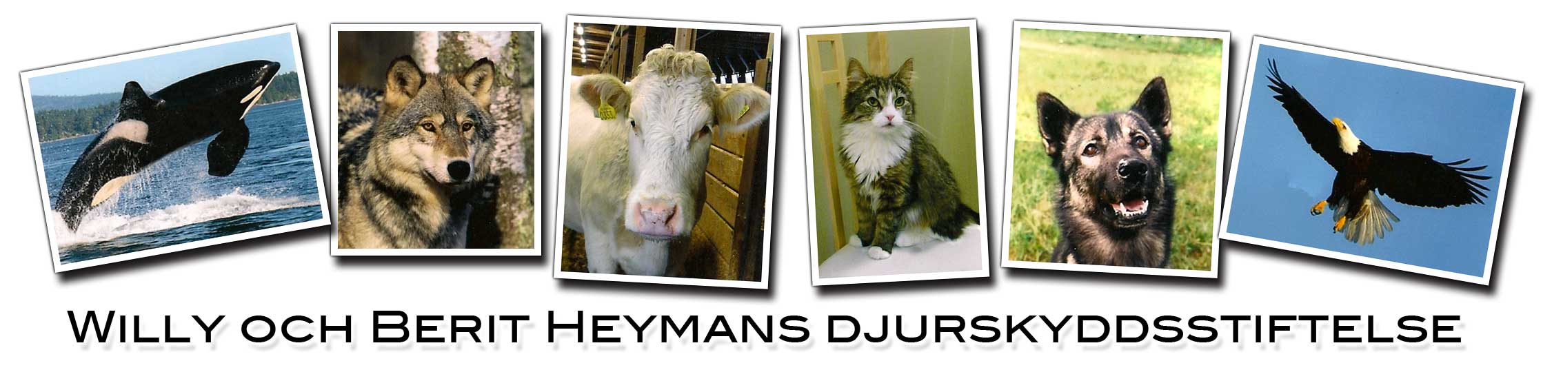 heyman