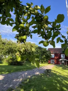 Ett äppelgren med ett rött hus i bakgrunden