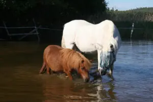 En stor och en liten häst som står i sjön