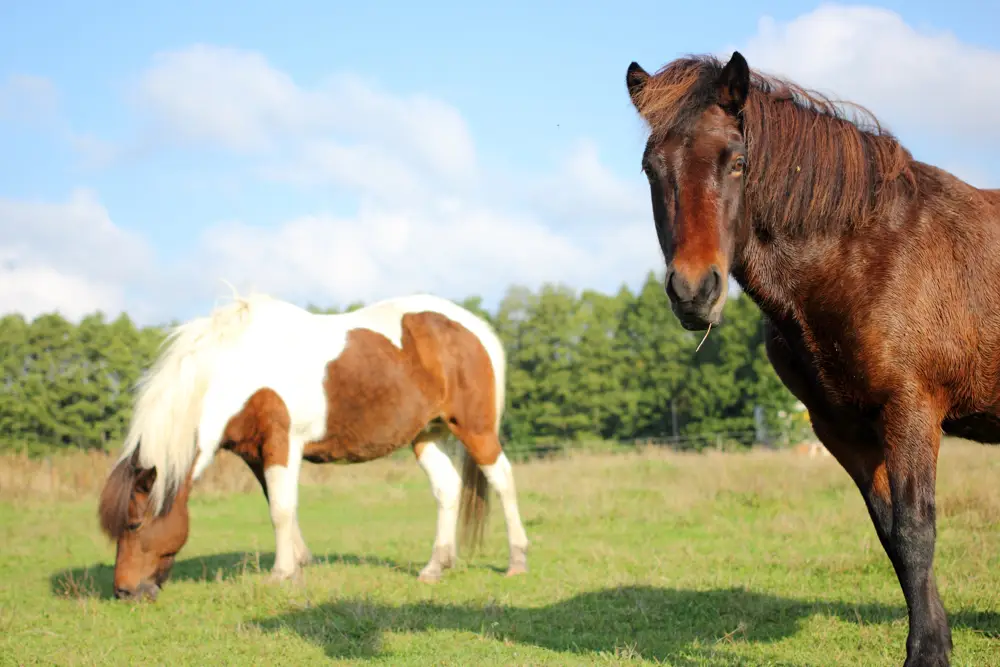 Två hästar på en äng