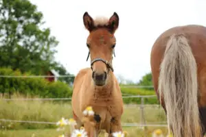Ett litet föl i en hage