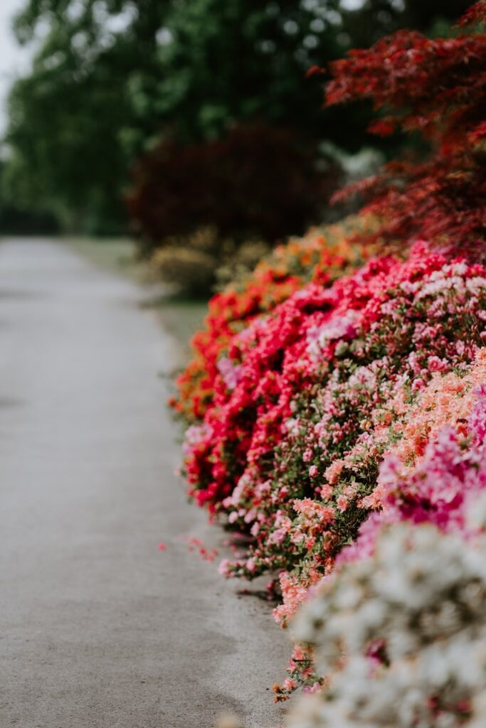 pink-bush