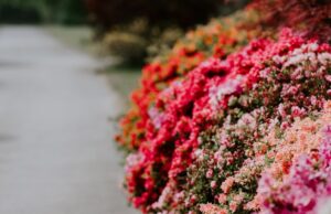 pink-bush