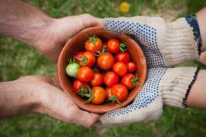 tomatos