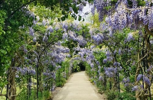 blueflowers-walk