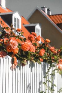 fence-orangeflowers