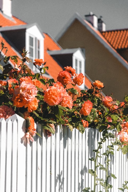 fence-orangeflowers