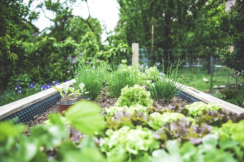 kitchen-garden