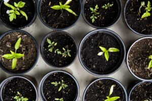 plants