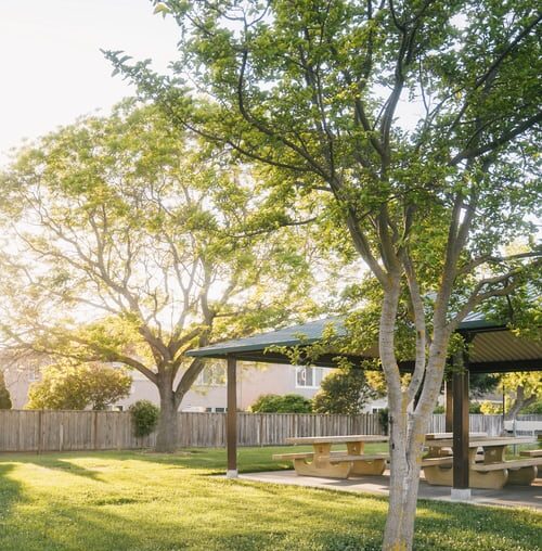 trees