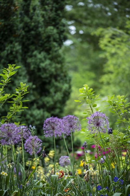 wild-flowers